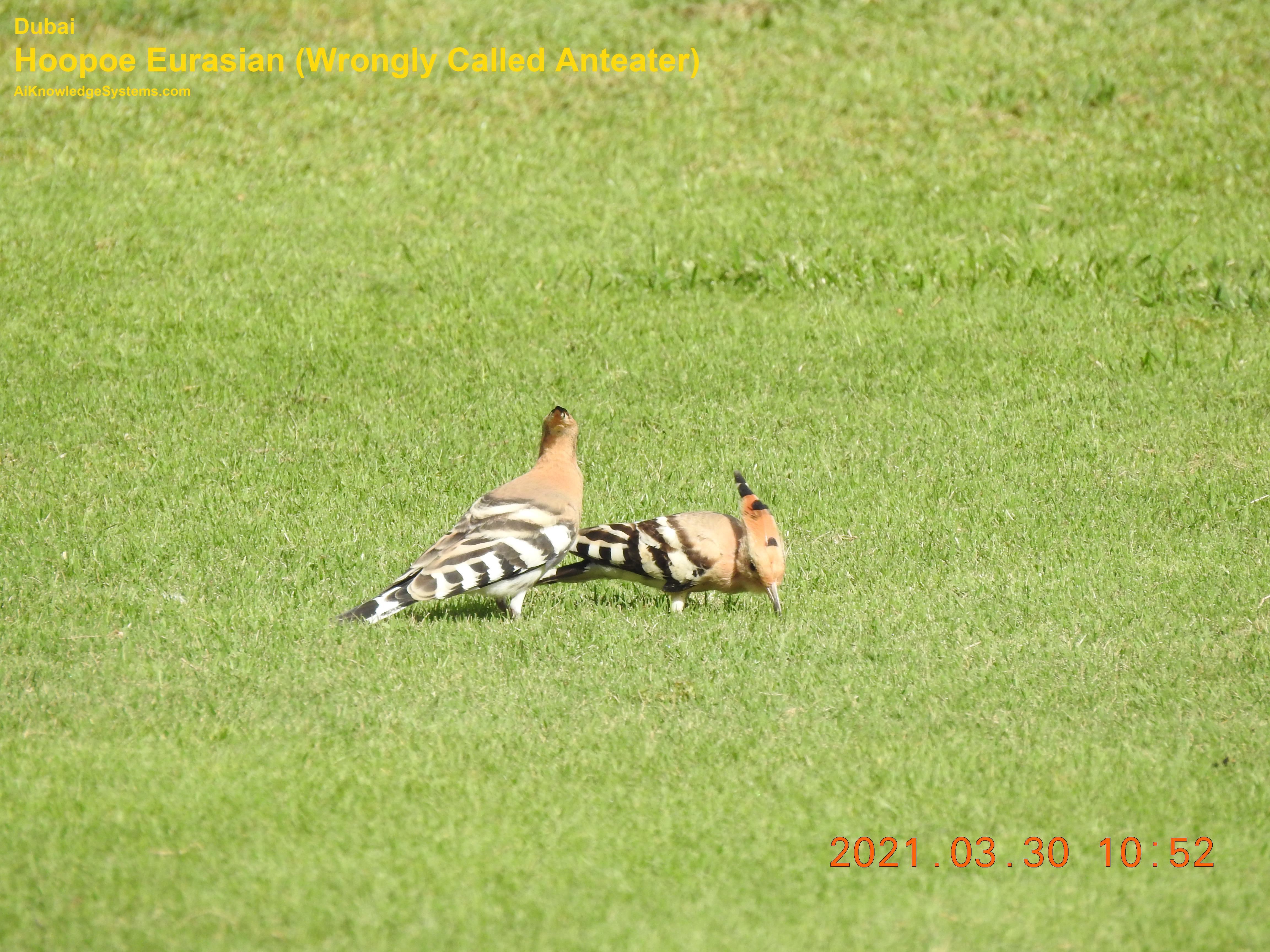 Hoopoe Eurasian (53) Coming Soon